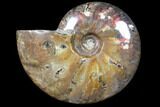 Flashy Red Iridescent Ammonite - Wide #81850-1